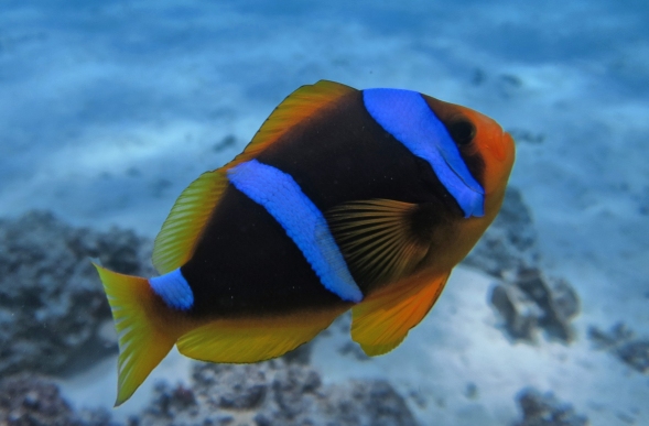 Amenone Fish